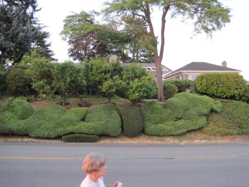 Unique shrubbery