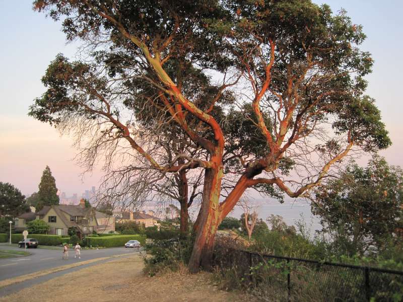 This tree has a reddish bark