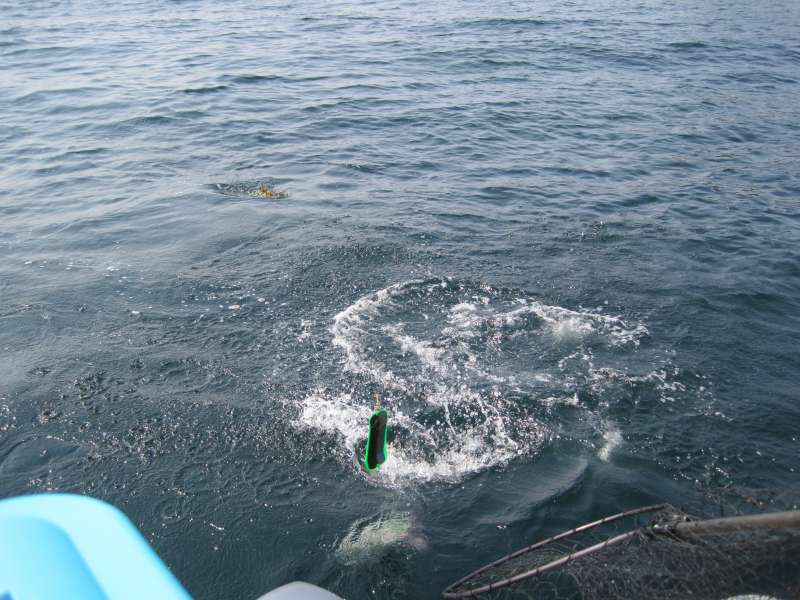Almost in the net
