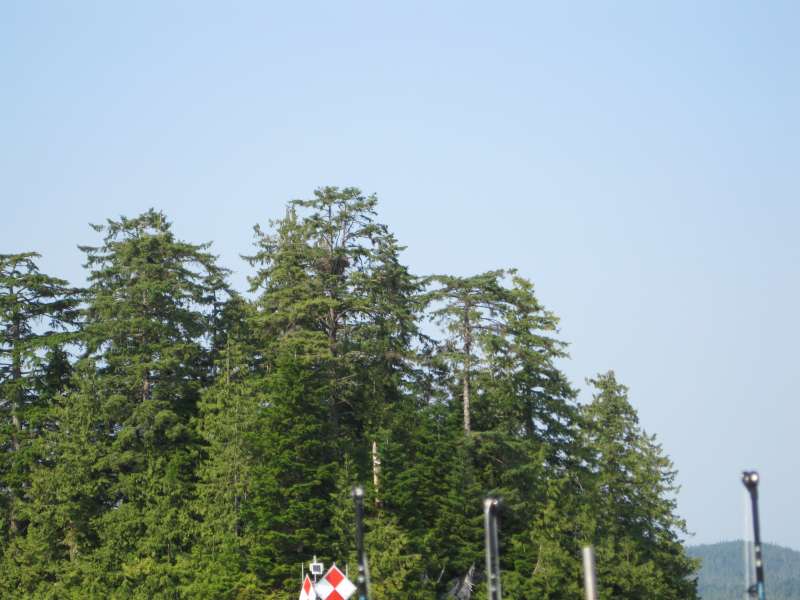 Eagles nest high in the tree