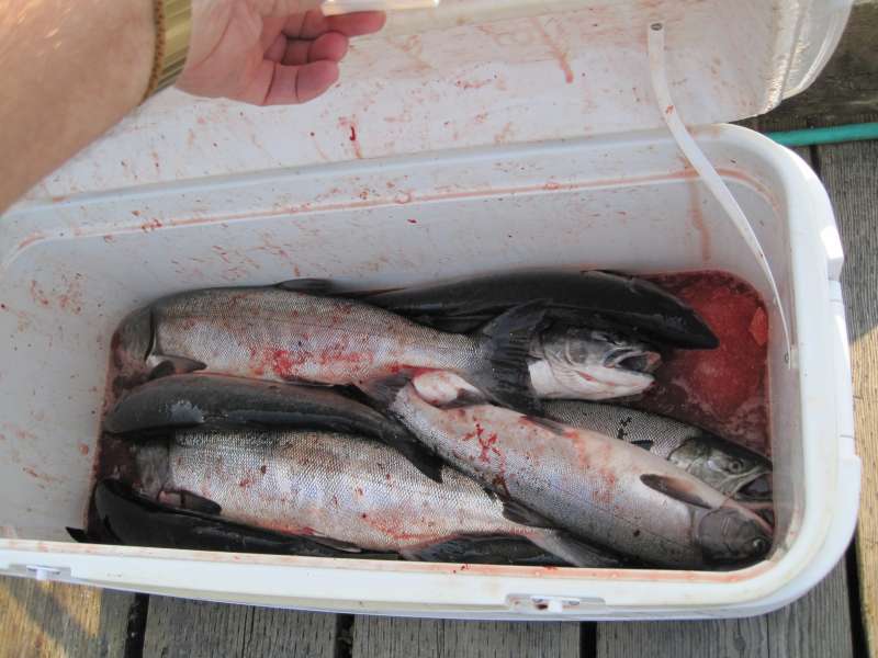 Some of our catch