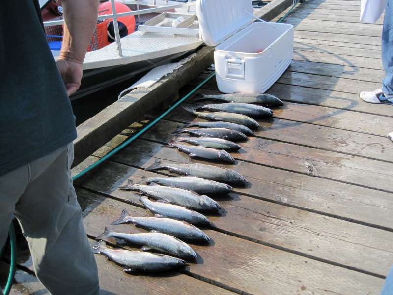 All of our catch