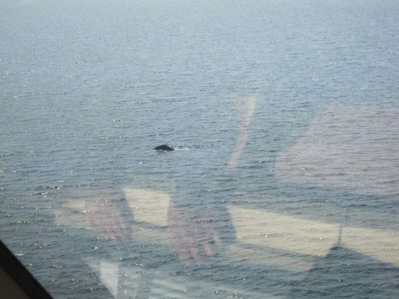 Whales among us - humpback