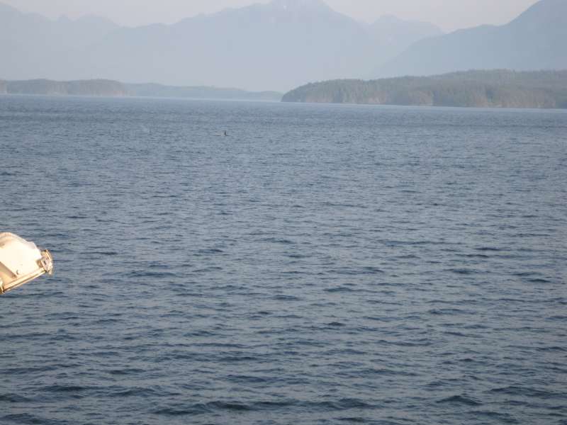 Orca fins