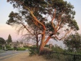 This tree has a reddish bark