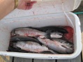 Some of our catch