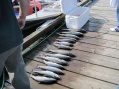 All of our catch