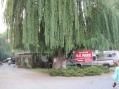 Huge willow tree in Penticton BC